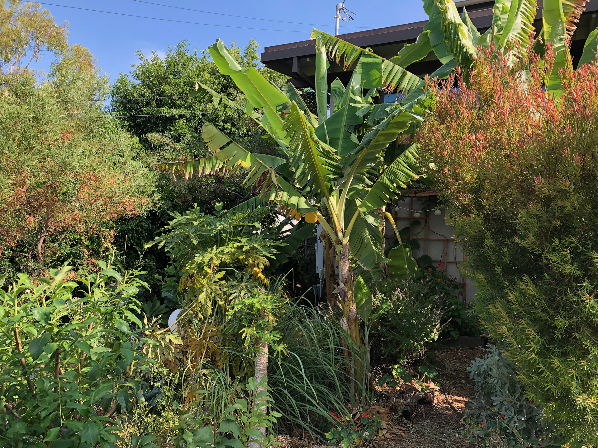 Eagle rock food forest main